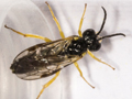 Aneugmenus fuerstenbergensis